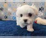 Small Photo #10 Maltese Puppy For Sale in OCALA, FL, USA