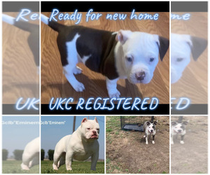 American Pit Bull Terrier Puppy for sale in SOMERVILLE, TX, USA