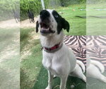Small #1 Border Collie