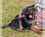 Small #4 Golden Shepherd