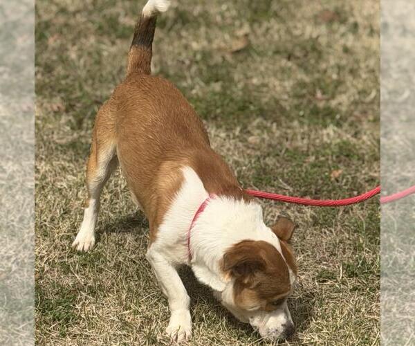 Medium Photo #4 Basset Hound-Unknown Mix Puppy For Sale in Yardley, PA, USA