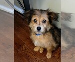 Small Photo #2 Chorkie Puppy For Sale in MARIETTA, GA, USA