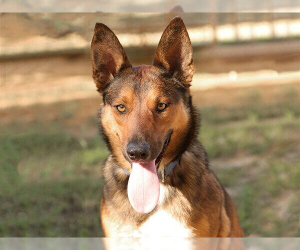 Medium Photo #1 German Shepherd Dog Puppy For Sale in Ojai, CA, USA