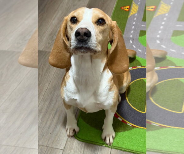 Medium Photo #9 Beagle Puppy For Sale in Dunnellon, FL, USA