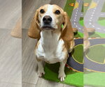 Small #8 Beagle