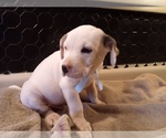 Small Photo #54 American Pit Bull Terrier-Labrador Retriever Mix Puppy For Sale in MOORESBORO, NC, USA