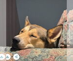 Small #5 German Shepherd Dog-Huskies  Mix