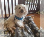 Small #5 Maltese Mix