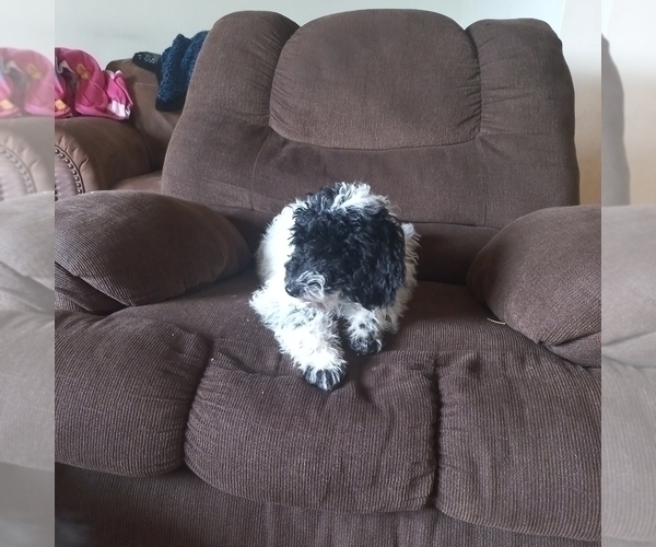 Medium Photo #3 Poodle (Miniature) Puppy For Sale in STATESVILLE, NC, USA