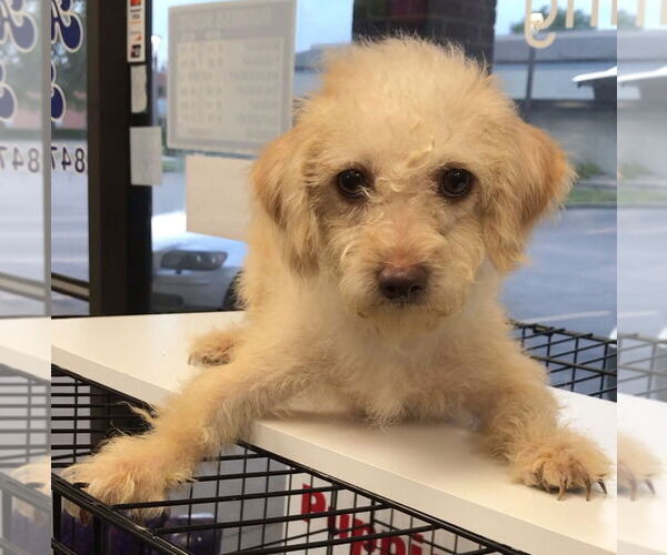 Medium Photo #7 Mutt Puppy For Sale in Lincolnwood, IL, USA