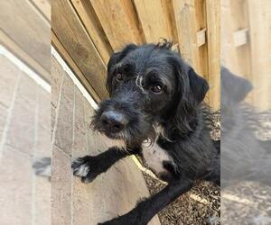 Labradoodle Dogs for adoption in London, Ontario, Canada