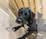 Small Labradoodle