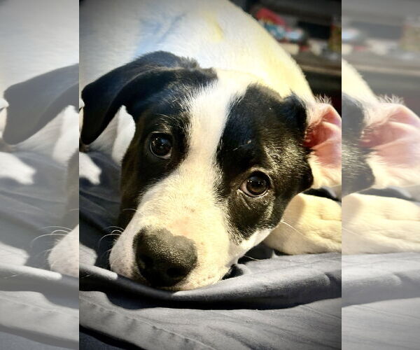 Medium Photo #2 Shepradors Puppy For Sale in Princeton, MN, USA