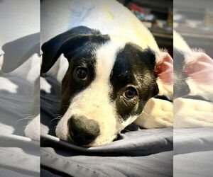 Dino - Female Shepradors Dog for Adoption - Photo #2