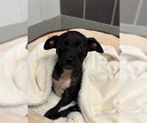 Border Collie Dogs for adoption in San Martin, CA, USA