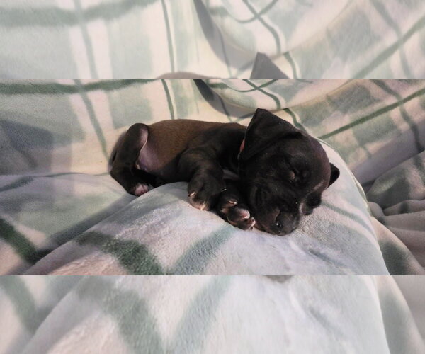 Medium Photo #1 Black Mouth Cur-Unknown Mix Puppy For Sale in New London, WI, USA