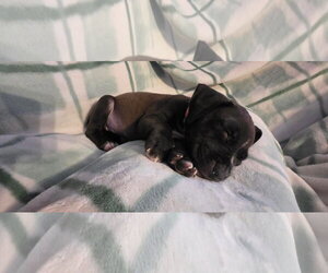 Black Mouth Cur-Unknown Mix Dogs for adoption in New London, WI, USA