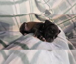 Small Black Mouth Cur Mix