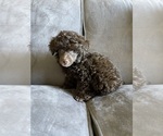 Small #10 Poodle (Toy)