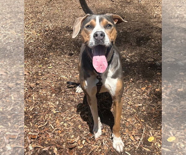 Medium Photo #3 Mutt Puppy For Sale in Canton, CT, USA