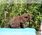 Small #32 ShihPoo