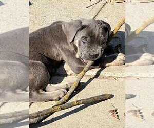 Cane Corso Puppy for sale in MODESTO, CA, USA