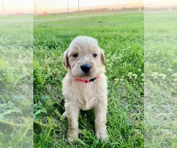 Medium Photo #3 Golden Retriever Puppy For Sale in CHINA SPRING, TX, USA