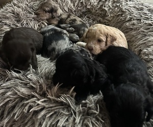 Double Doodle Litter for sale in MURFREESBORO, TN, USA