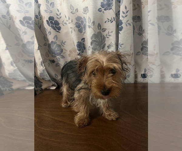 Medium Photo #20 Yorkshire Terrier Puppy For Sale in DURHAM, CT, USA