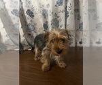 Small Photo #20 Yorkshire Terrier Puppy For Sale in DURHAM, CT, USA