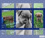 Small Photo #3 English Mastweiler Puppy For Sale in FAIR GROVE, MO, USA