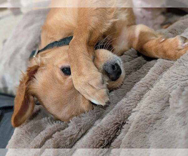 Medium Photo #7 Chihuahua-Unknown Mix Puppy For Sale in Raleigh, NC, USA