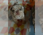 Small #3 English Bulldog