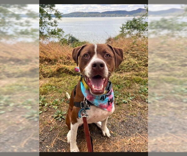 Medium Photo #35 Boxador Puppy For Sale in Elmsford, NY, USA