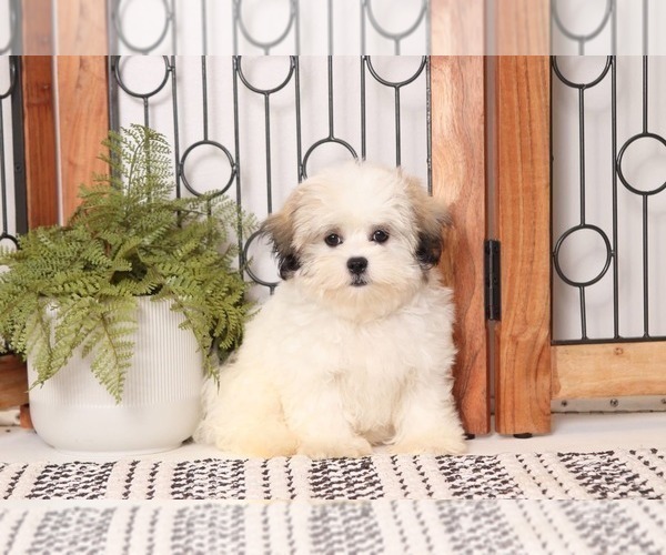 Medium Photo #1 Mal-Shi Puppy For Sale in NAPLES, FL, USA