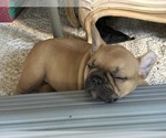 Small Photo #2 French Bulldog Puppy For Sale in APTOS, CA, USA