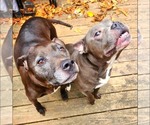 Small #3 American Pit Bull Terrier Mix