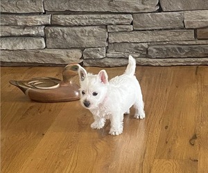 Medium West Highland White Terrier
