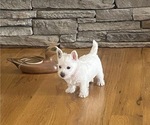 Puppy Red Girl West Highland White Terrier
