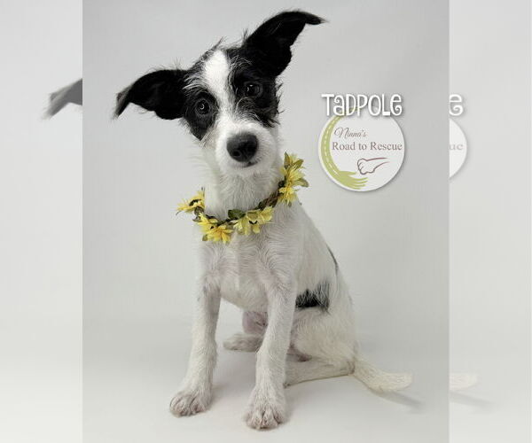 Medium Photo #2 Jack Russell Terrier-Unknown Mix Puppy For Sale in Benton, LA, USA