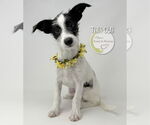 Small #1 Jack Russell Terrier Mix