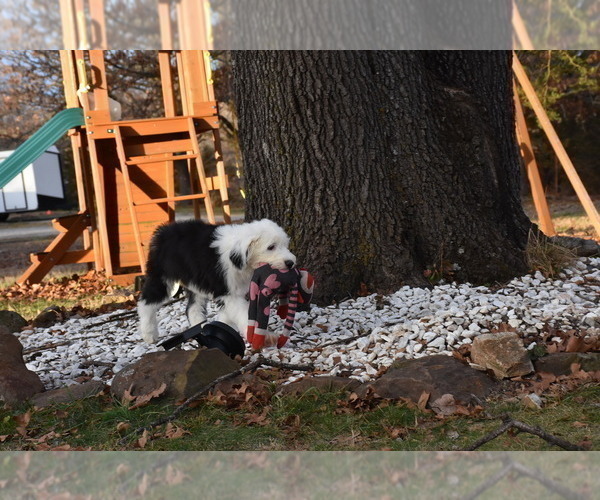 Medium Photo #22 Old English Sheepdog Puppy For Sale in MARIONVILLE, MO, USA