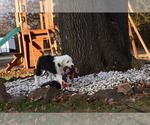 Small Photo #22 Old English Sheepdog Puppy For Sale in MARIONVILLE, MO, USA