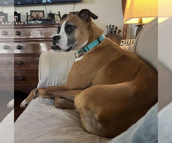 Medium Photo #13 Boxer Puppy For Sale in Burnsville, MN, USA