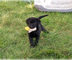 Small #1 Labrador Retriever