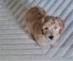 Puppy Puppy 1 Goldendoodle