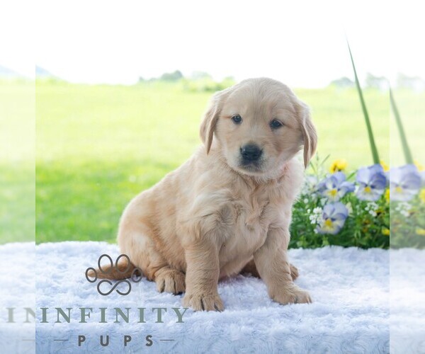 Medium Photo #3 Golden Retriever Puppy For Sale in NEWPORT, PA, USA
