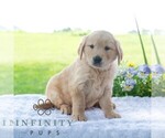 Small #2 Golden Retriever