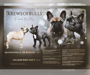 Father of the French Bulldog puppies born on 05/14/2026