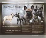 Small Photo #1 French Bulldog Puppy For Sale in NEW ORLEANS, LA, USA